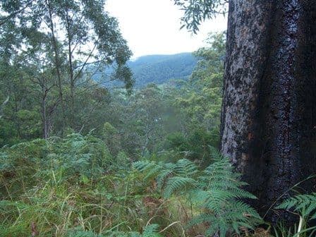 Lot 3 Doyle Road, REESVILLE QLD 4552, Reesville - Image 1