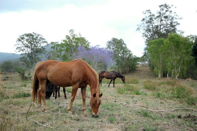 SAMFORD VALLEY QLD 4520, Samford Valley - Image 1