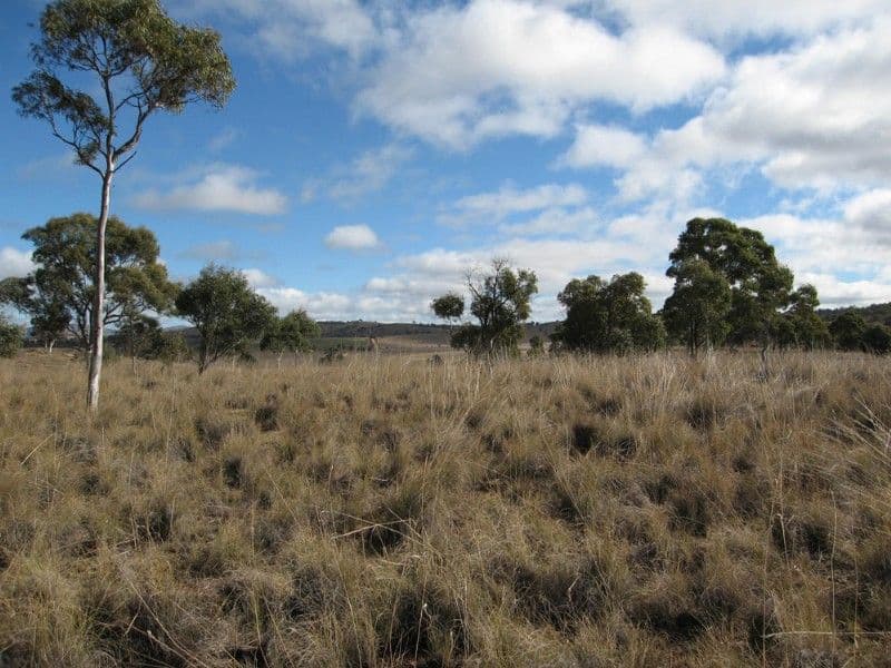 Lot 1 Rossi Road, HOSKINSTOWN NSW 2621, Hoskinstown - Image 1