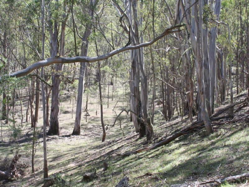 Naughton's Close Araluen, BRAIDWOOD NSW 2622, Braidwood - Image 1