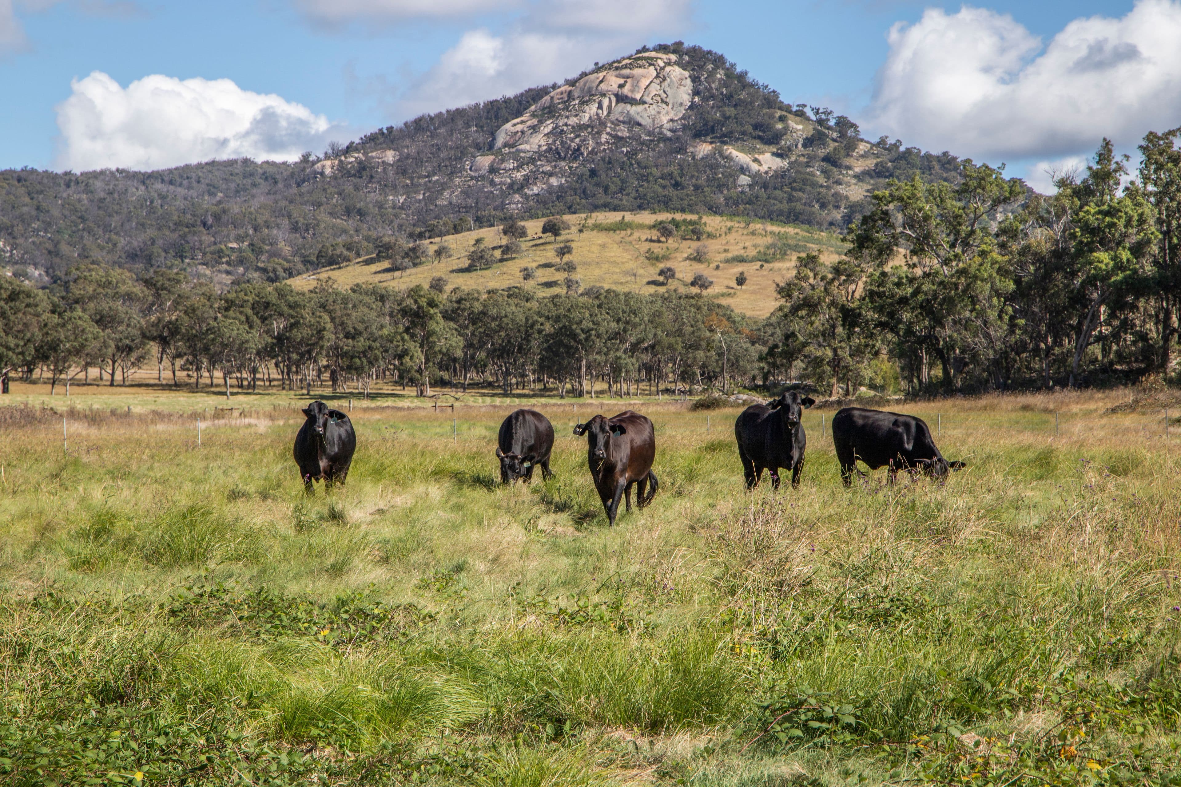 12 Four Mile Creek Road, Tenterfield NSW 2372, Tenterfield - Image 1