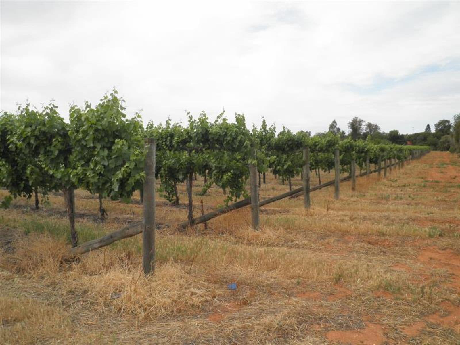 66 Oleander Drive, Coomealla - Image 1