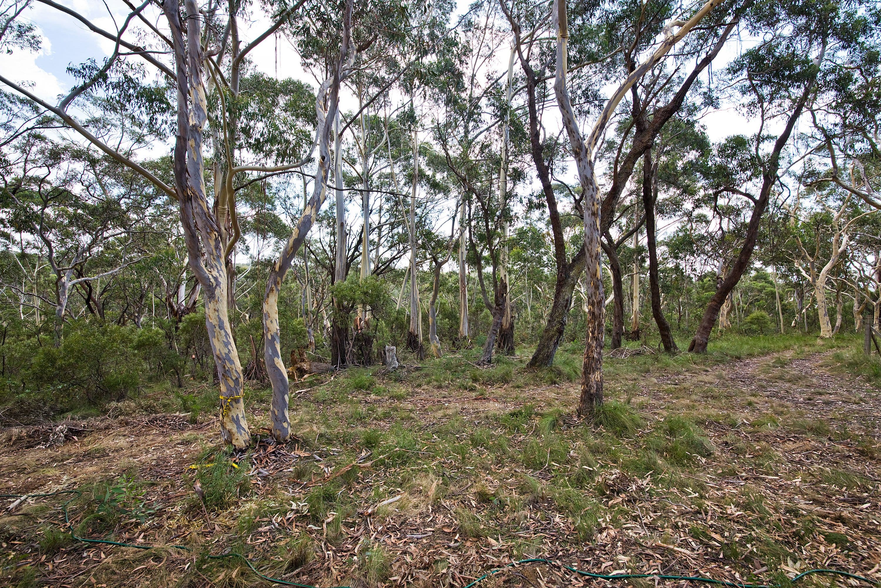48 Godson Ave (Block 5), Blackheath NSW 2785, Blackheath - Image 1