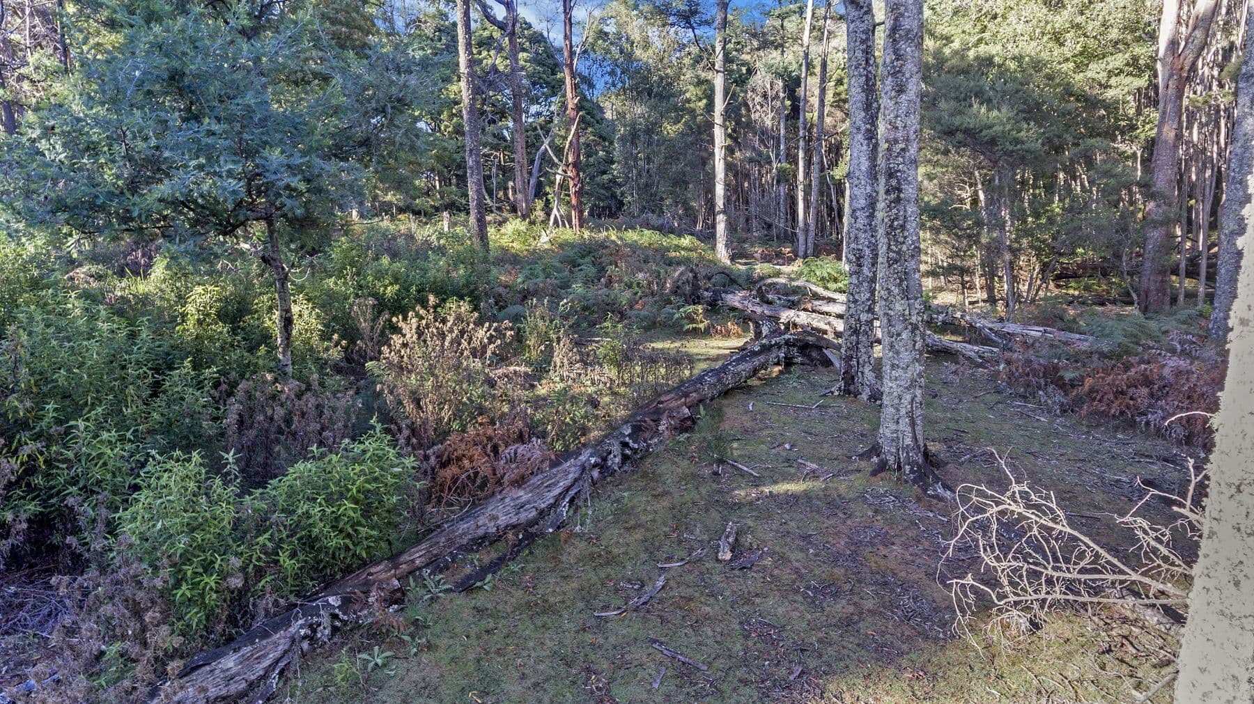 Evans Road, Karoola TAS 7267, Karoola - Image 1