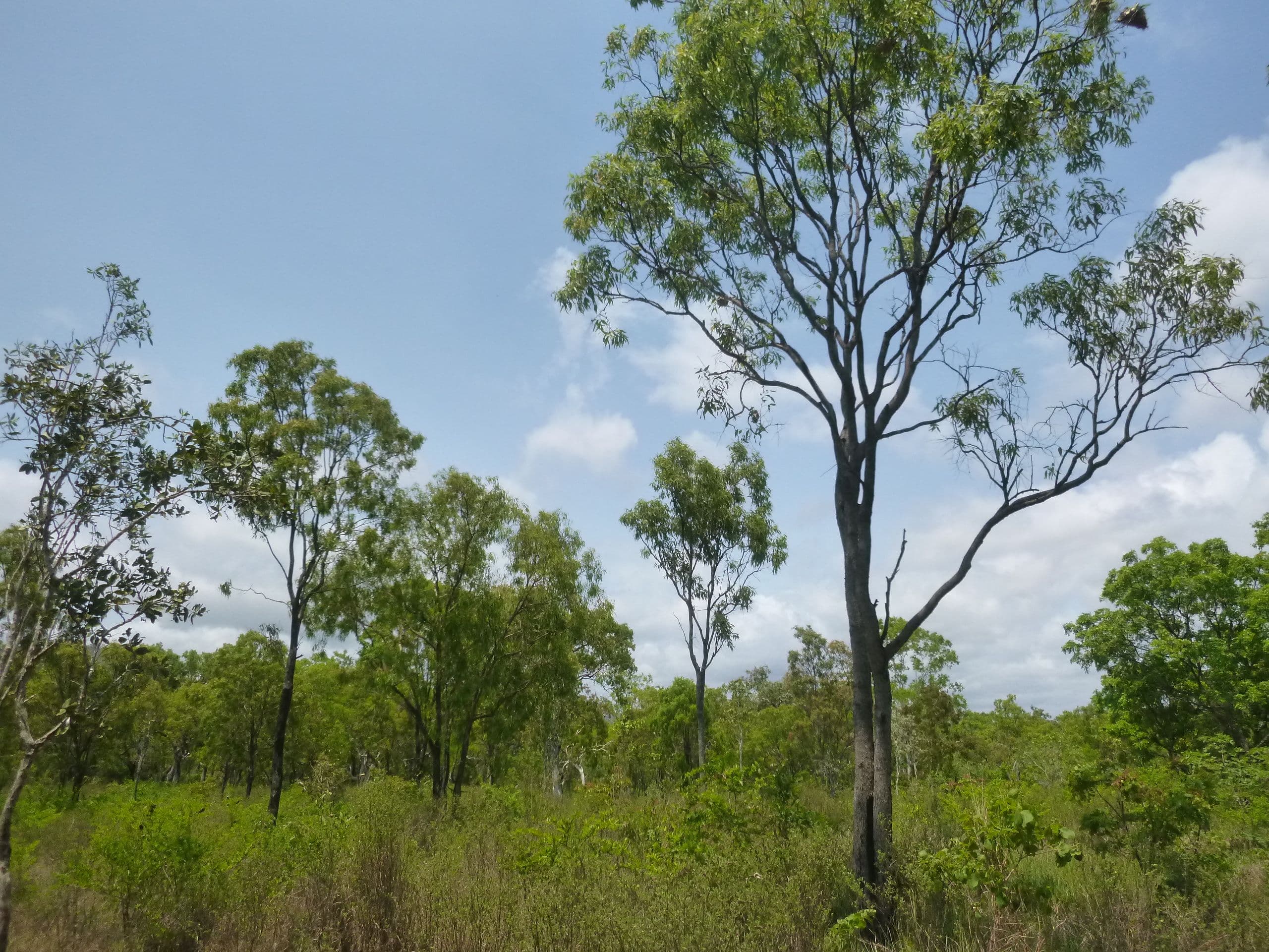 Lot 1 Mount Amos Road, Cooktown QLD 4895, Cooktown - Image 1
