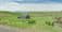 340 Omeo Valley Road, OMEO VALLEY, VIC 3898, Omeo Valley - Image 1