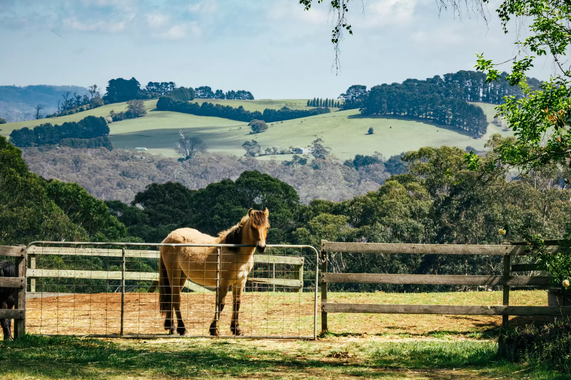1/50 Boblynne Street, Chapel Hill - Image 1