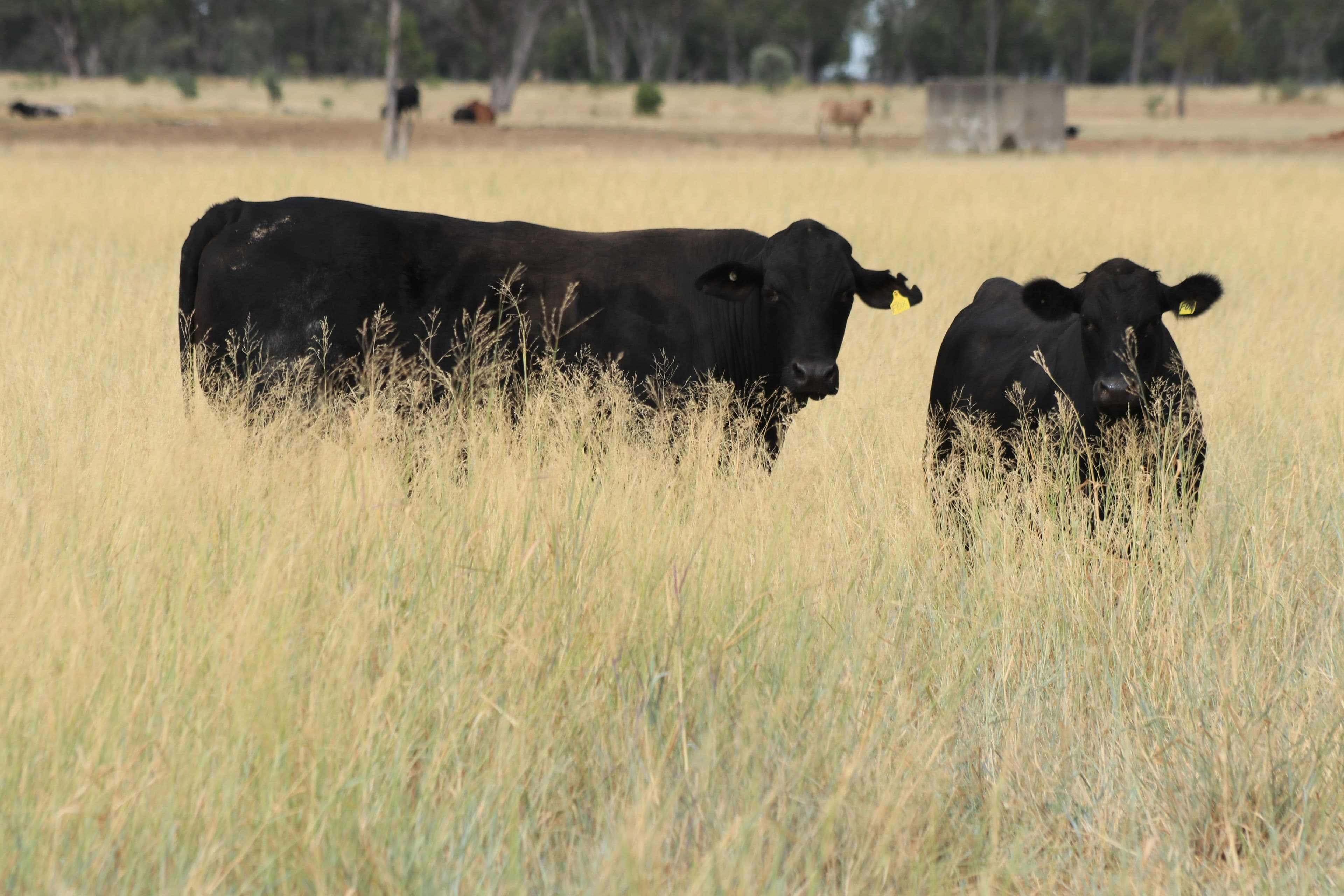 13724 Mitchell - St George Road, St George QLD 4487, St George - Image 1