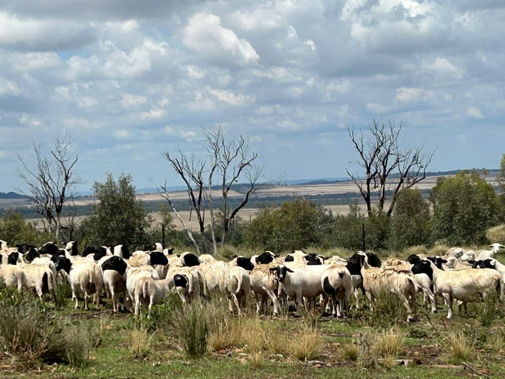 2381. Killarney Gap Road, NARRABRI, NSW 2390, Narrabri - Image 1
