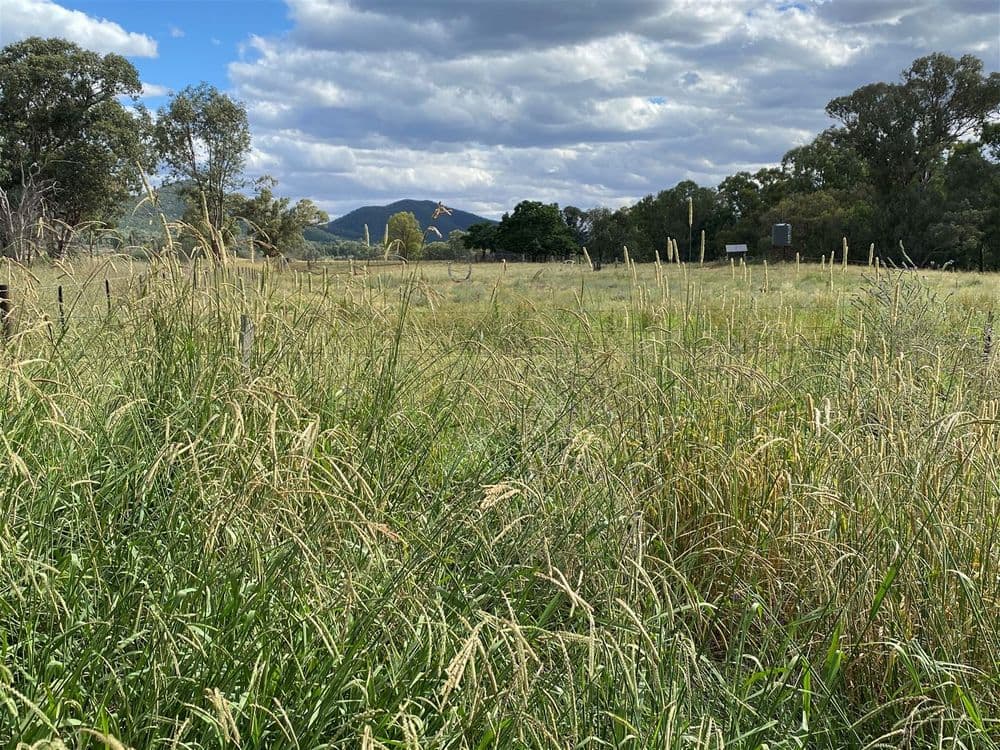 979 Kangarooby Road, Gooloogong, NSW 2805, Gooloogong - Image 1