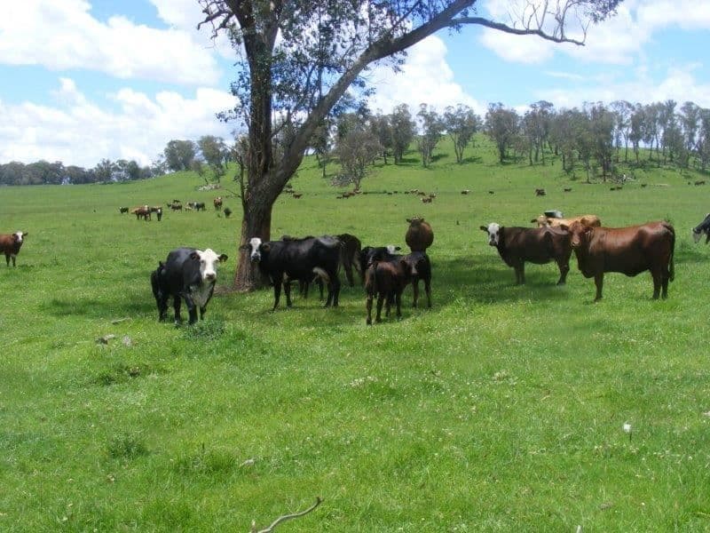 "Mt Slow"/1057 Mount Slow Road, Glencoe, NSW 2365, Glencoe - Image 1