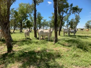 Nine Mile Alpha Tambo Road, Alpha, QLD, 4724, Alpha - Image 1