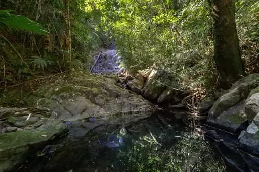 Forest Creek, Forest Creek - Image 1