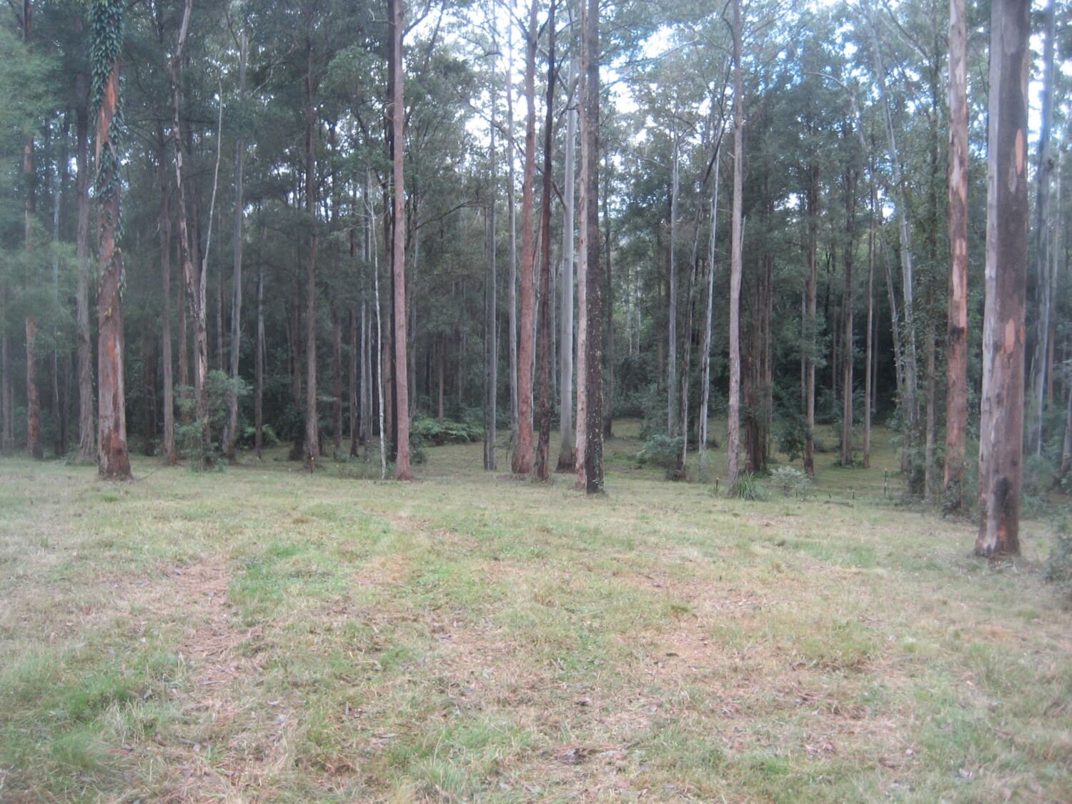 T_90 “ Small acreage with dwelling entitlement”, Bulahdelah - Image 1