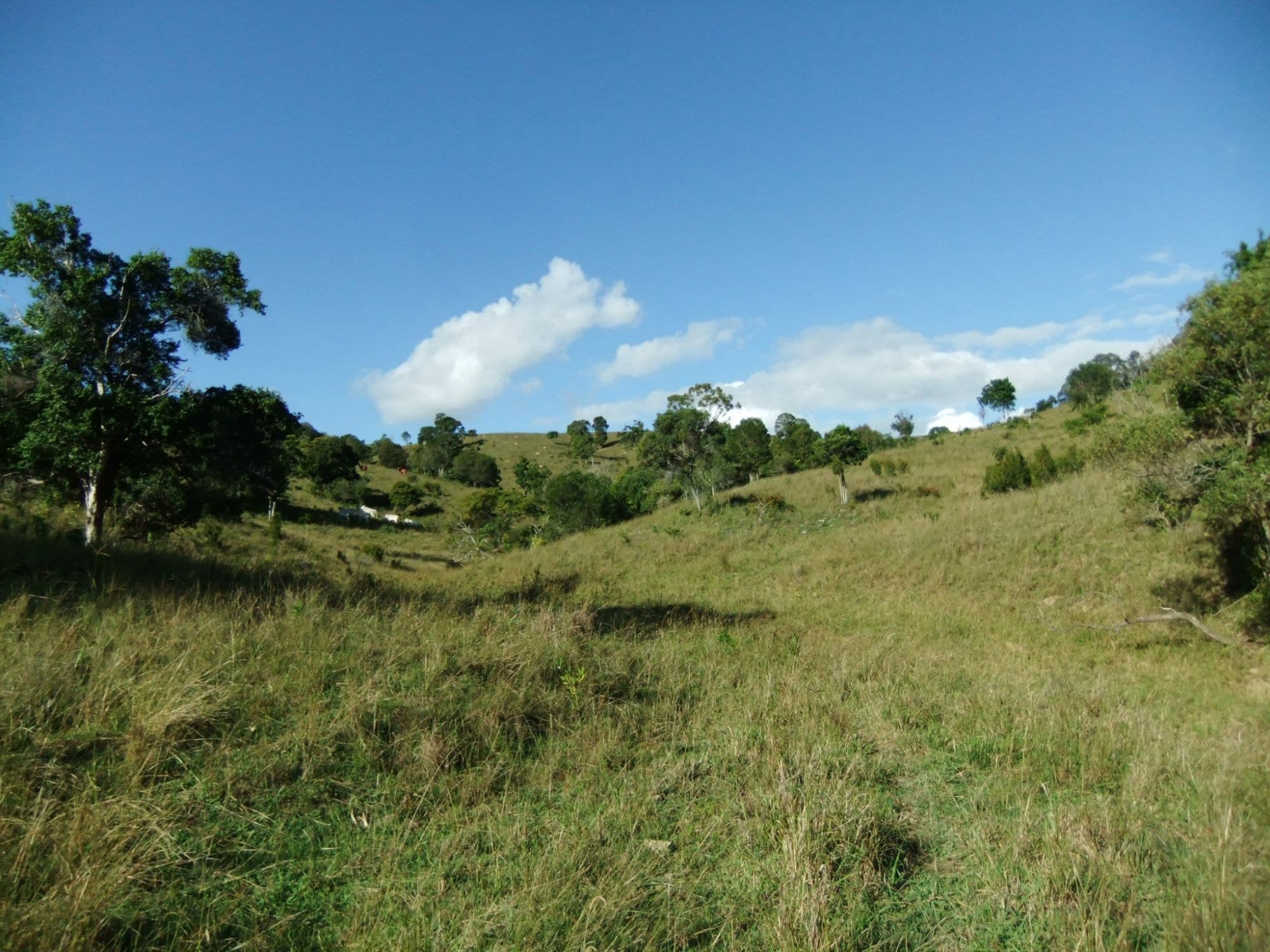 Lot 111 Zingelmann Road, Milbong - Image 1