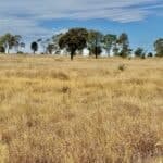 174 Gammie Plain Lane, Roma, Qld,
ROMA
QLD
4455, Roma - Image 1