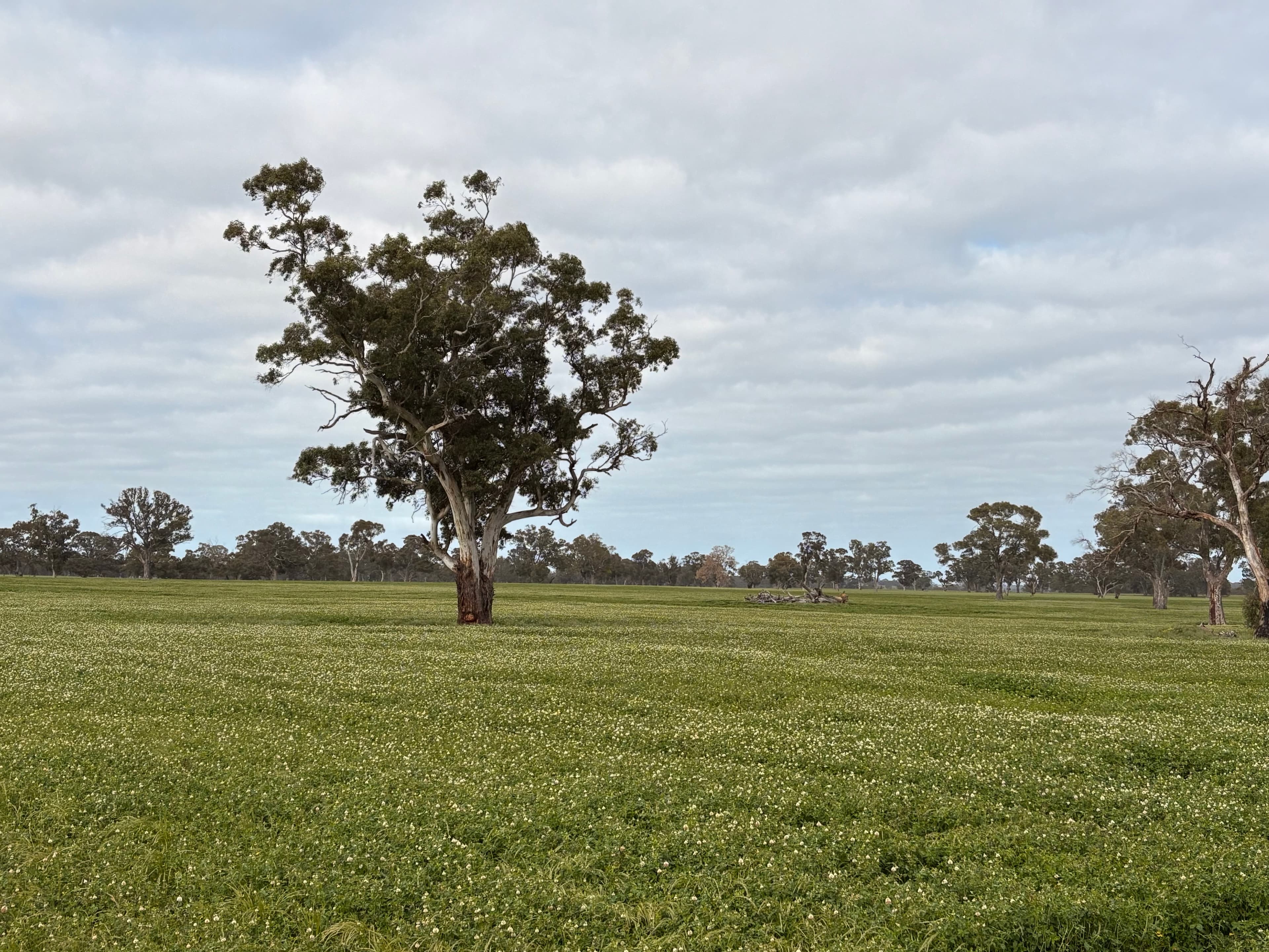 441 Harrow-Clear Lake Road, HARROW, VIC, Harrow - Image 1