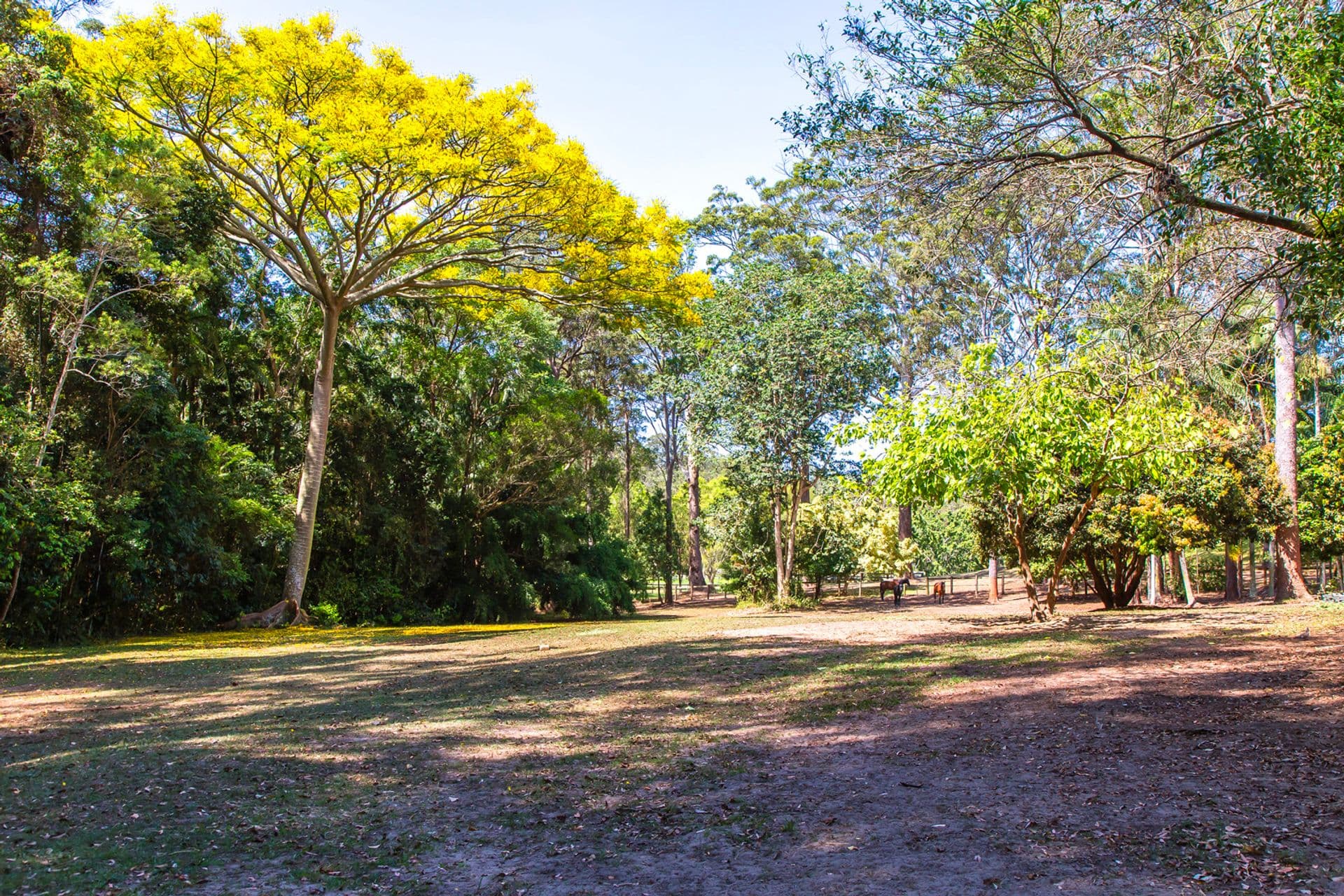169 Winston Road, Palmwoods, QLD, 4555, Palmwoods - Image 1