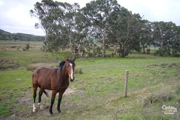 Lots 53 & 54 Wild Dog Creek Road, Wattle Flat, SA, 5203, Wattle Flat - Image 1